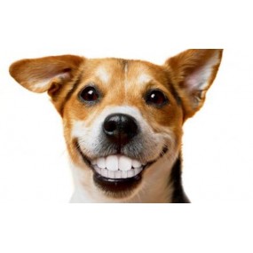 Dentifricio per Cani 100g